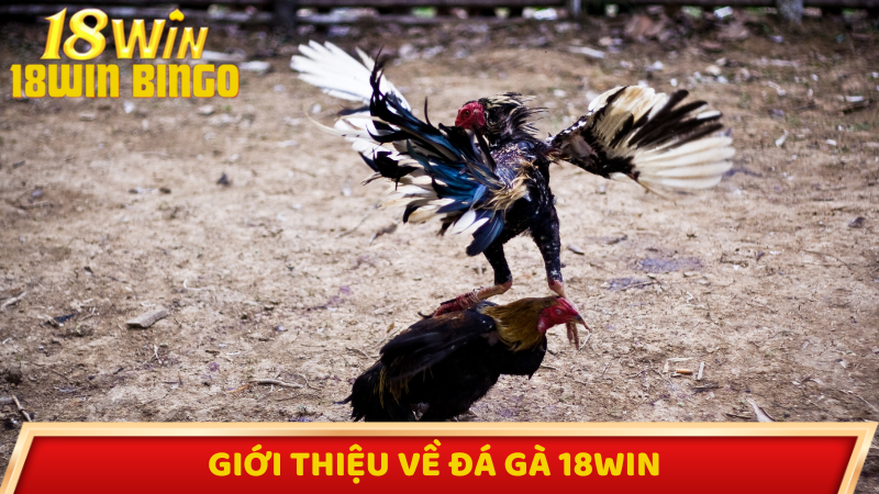 Giới thiệu về đá gà 18win