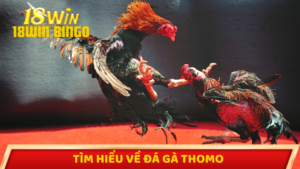 Tìm hiểu về đá gà thomo tại 18win